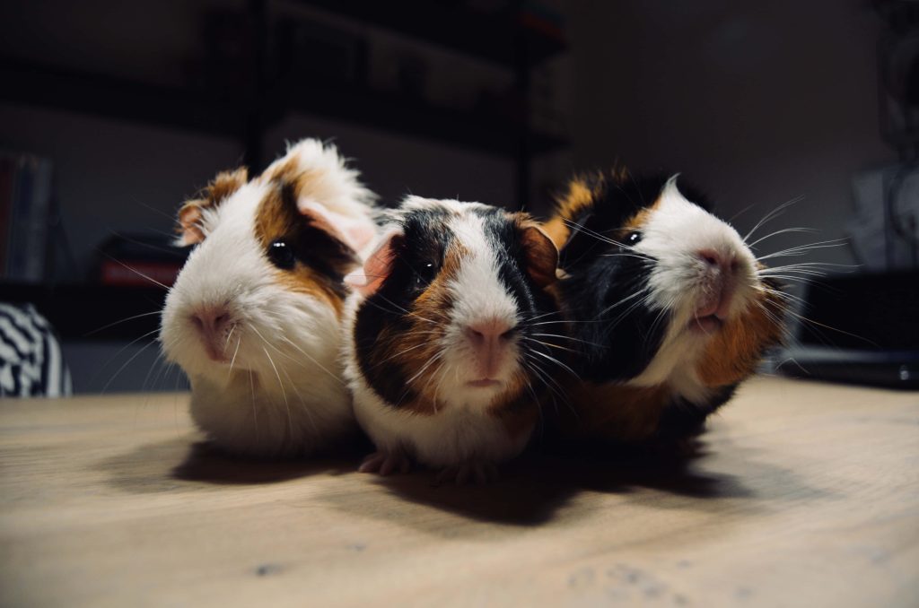 Three tri-colored guinea pigs together on wooden table soft light dark background portrait Wallpaper