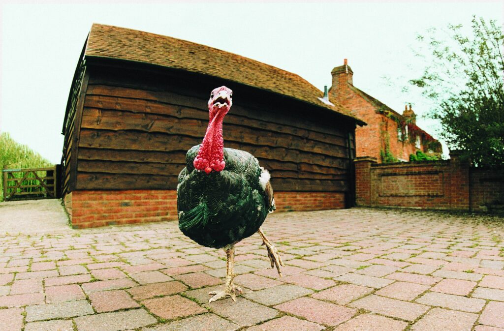 Charming Turkey Close-Up on Brick Pathway - Rustic Rural Scene Wallpaper