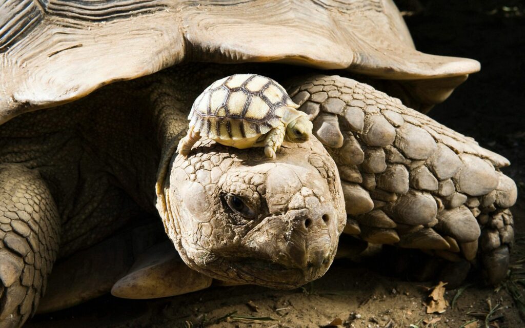 Charming Turtle Duo: Baby Turtle on Larger Turtle - Nature Wallpaper