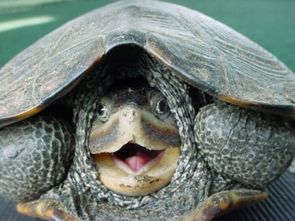 Charming Smiling Turtle Wallpaper - Nature's Humorous Delight