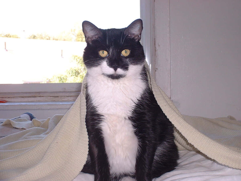 Charming Tuxedo Cat Wallpaper: Striking Black & White Design