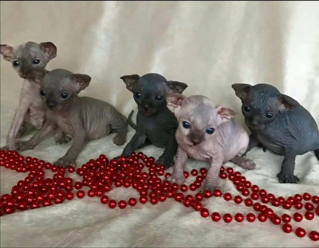 Charming Sphynx Kittens Wallpaper: Adorable Kittens with Red Beads