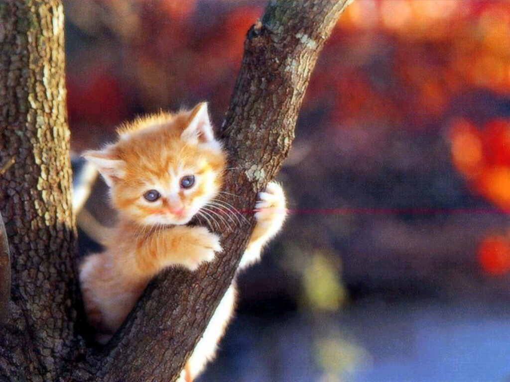 Charming Orange Kitten Wallpaper: Cozy Autumn Tree Background