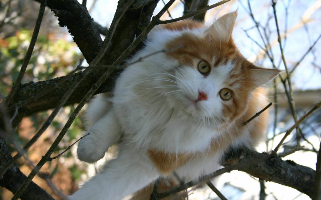 Adorable Spotted Cat in Tree: Cozy Nature Wallpaper Background