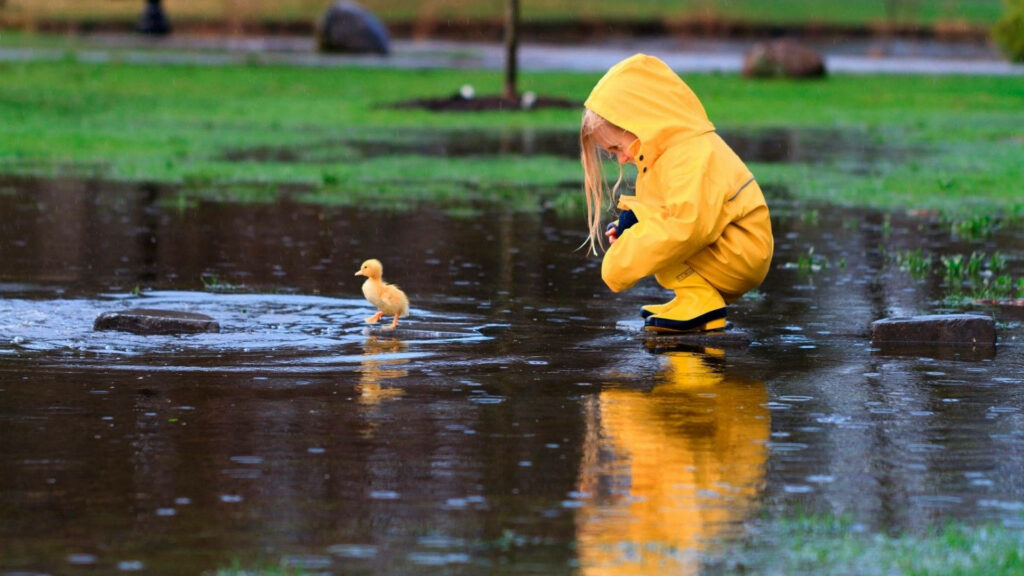 Charming Child in Yellow Raincoat with Baby Duck in Puddle Wallpaper