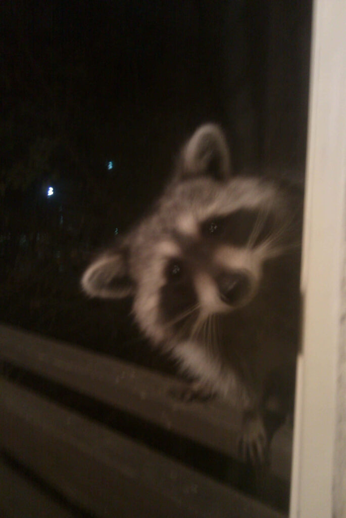 Charming Raccoon Peeks Around Corner: Bright Eyes & Fluffy Fur Wallpaper