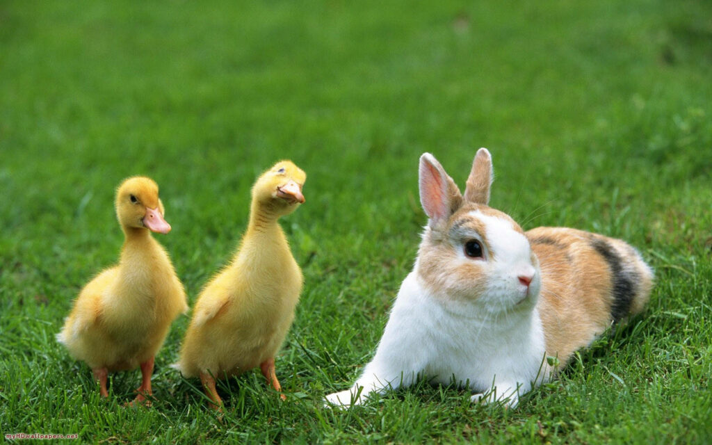 Charming Wallpaper: Cute Rabbit & Ducklings on Lush Green Grass