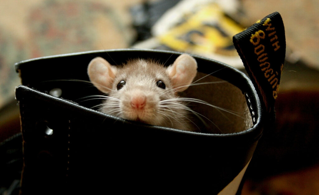 Cute Rat Peeks from Boot: Whimsical and Cozy Wallpaper Background