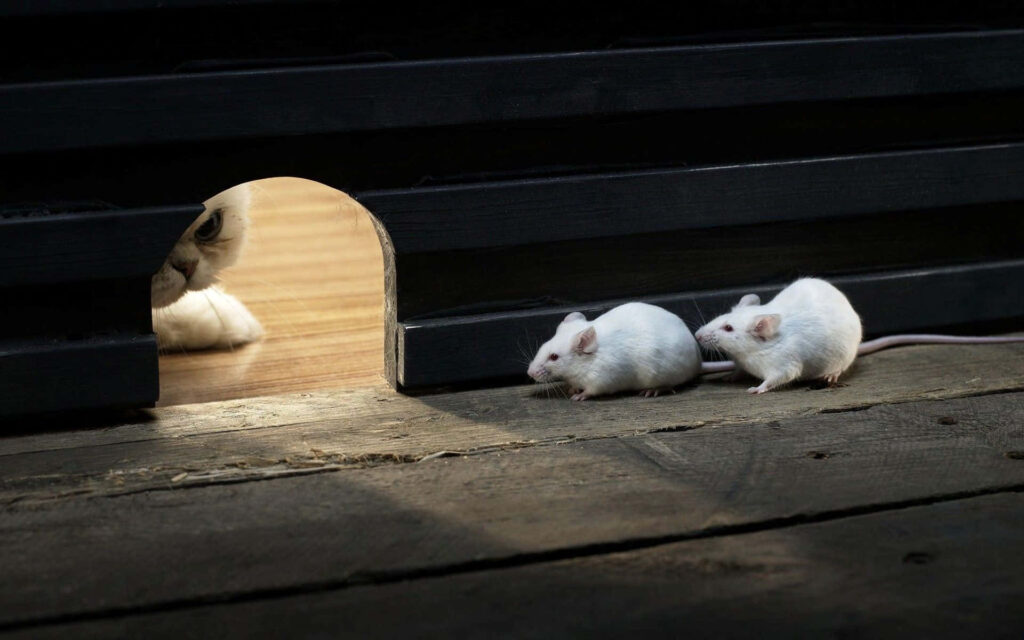 Playful Wallpaper: Cute White Rats Peek at Curious Cat Scene