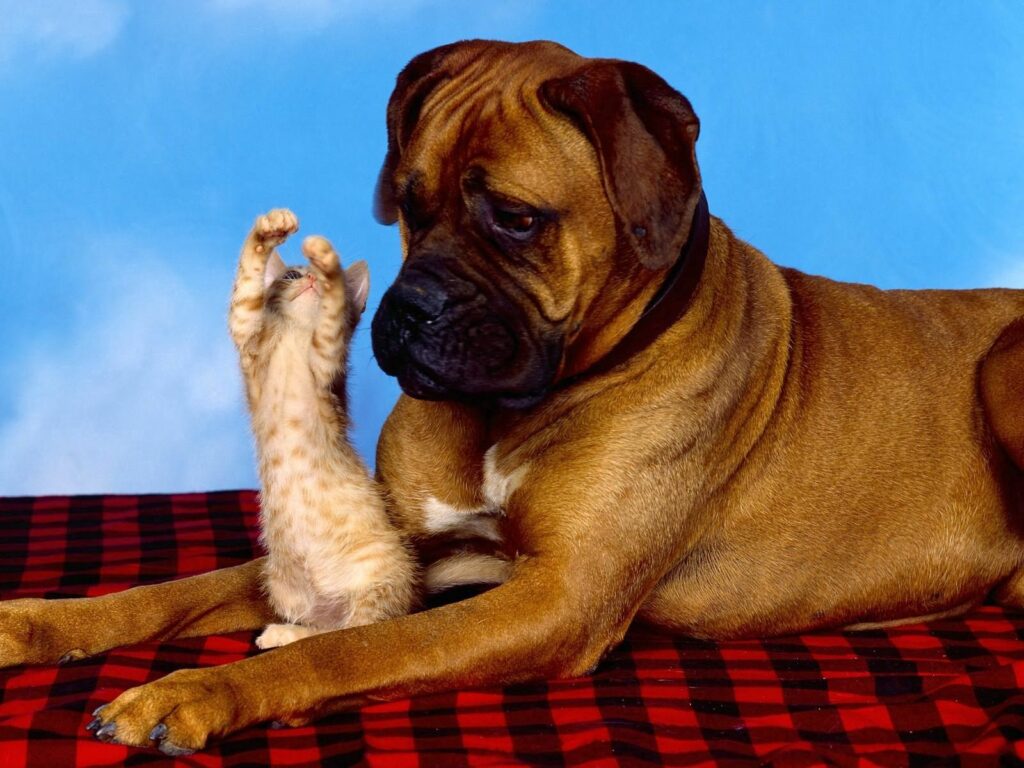 Charming Dog and Kitten Play on Checkered Blanket Under Blue Sky Wallpaper