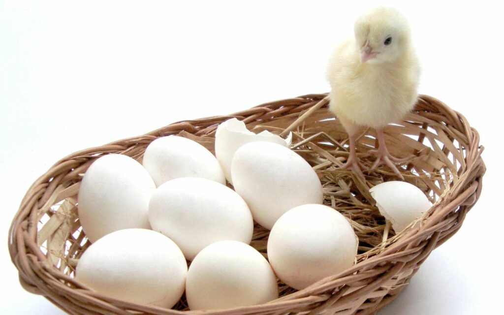 Fluffy Chick with White Eggs Wallpaper - 1920x1200 Resolution