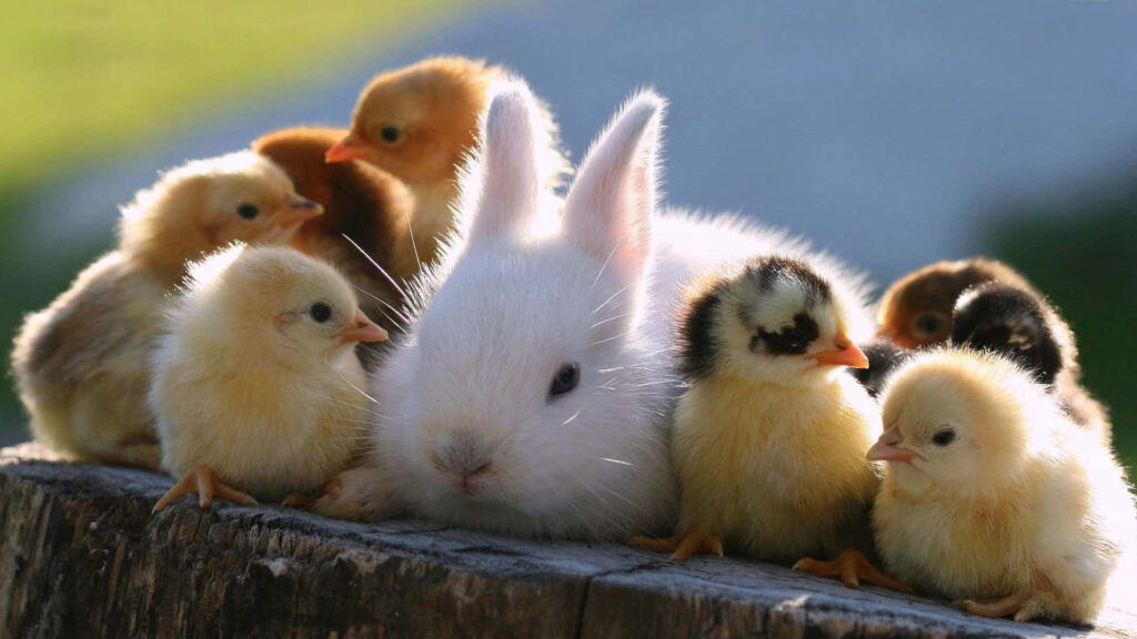 Charming Wallpaper: Fluffy Rabbit with Adorable Chicks in Nature