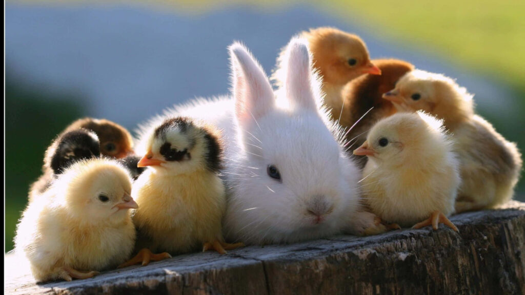 Charming Wallpaper: Fluffy Rabbit & Ducklings on Wooden Surface