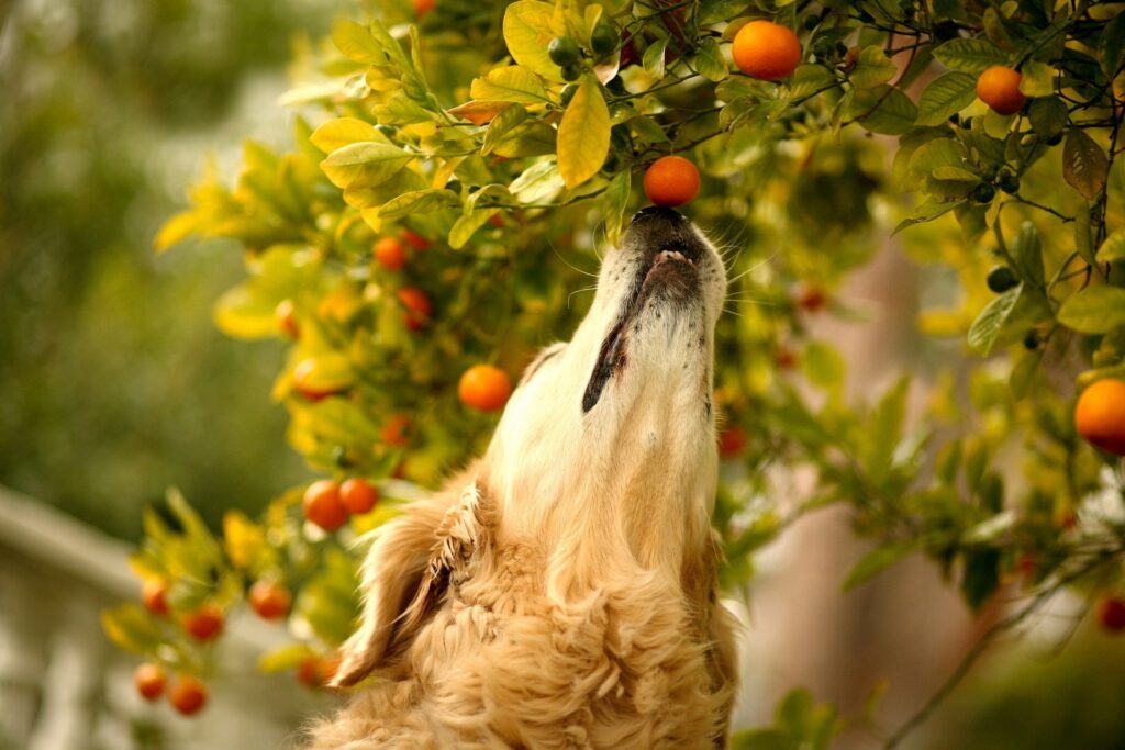 Golden Retriever Sniffing Tangerines in Lush Green Wallpaper