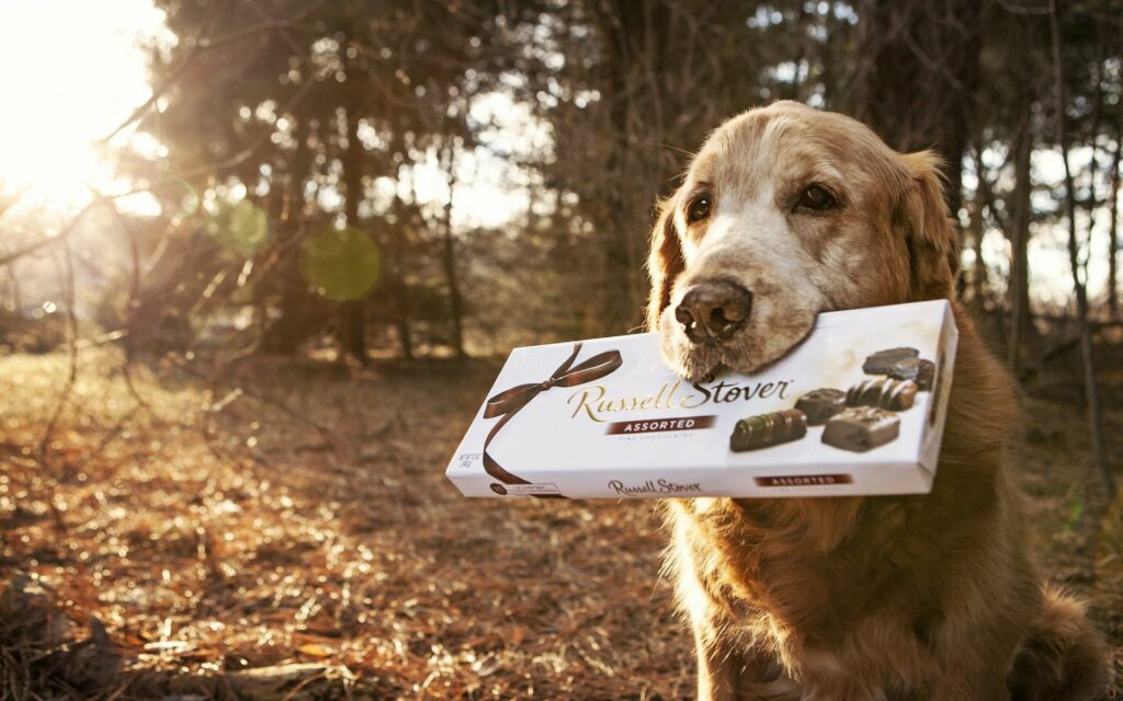 Charming Wallpaper: Golden Retriever with Russell Stover Chocolates