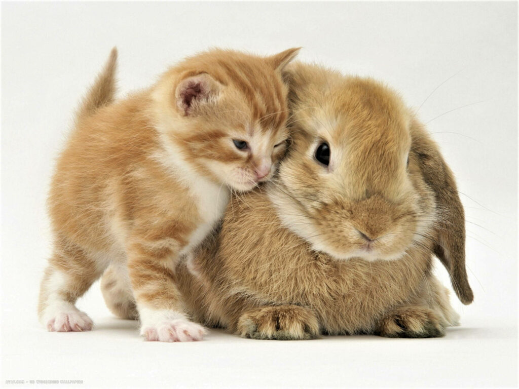 Adorable Kitten & Bunny: Heartwarming Friendship Wallpaper Background
