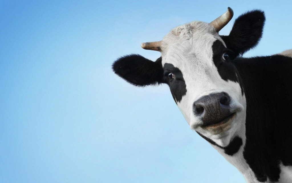 Charming Dairy Cow Wallpaper: Friendly Farm Animal Against Blue Sky
