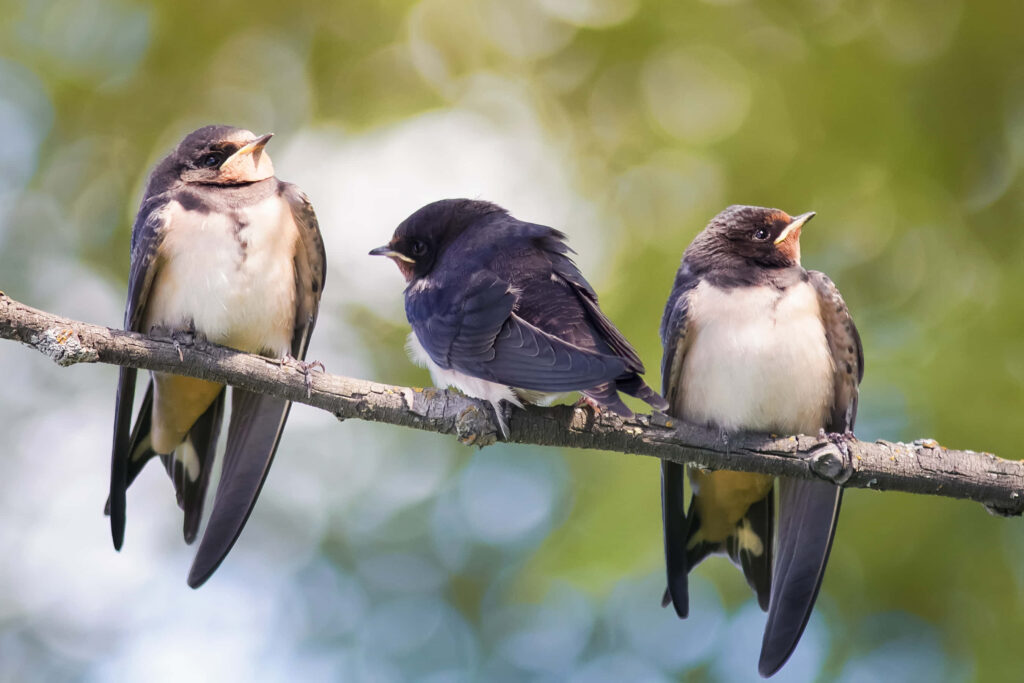 Charming Swallows Wallpaper on Soft Blurred Green Background