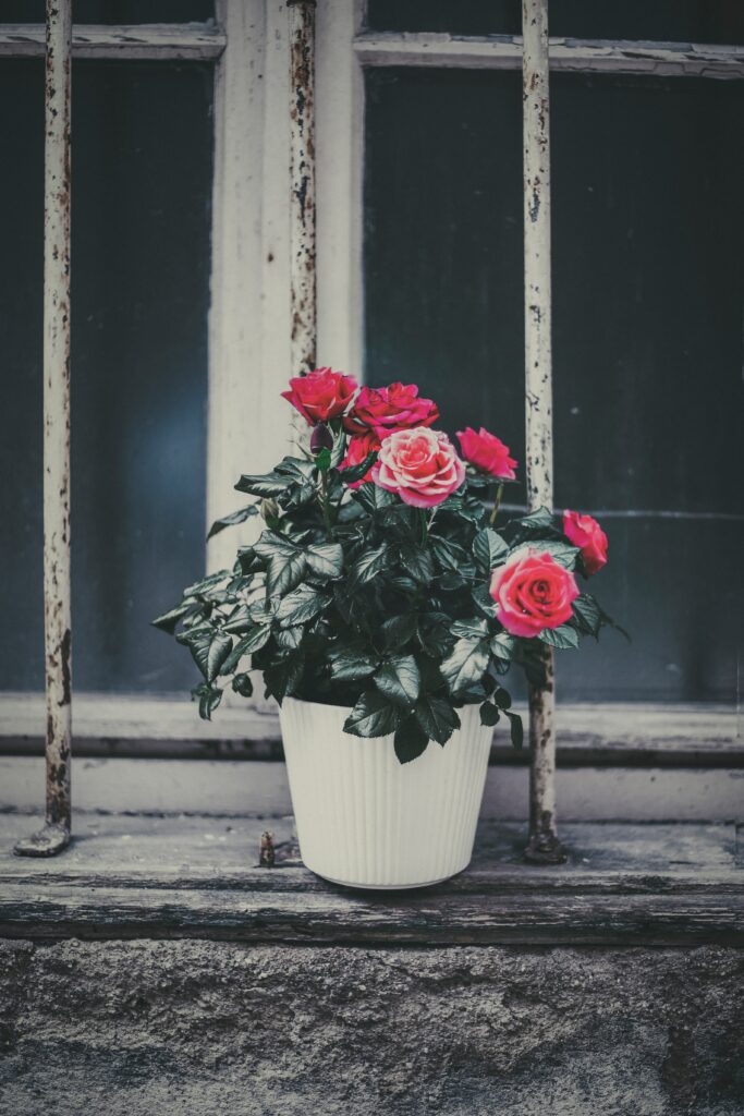 Charming Background: Pink Roses in White Pot on Rustic Window Sill Wallpaper