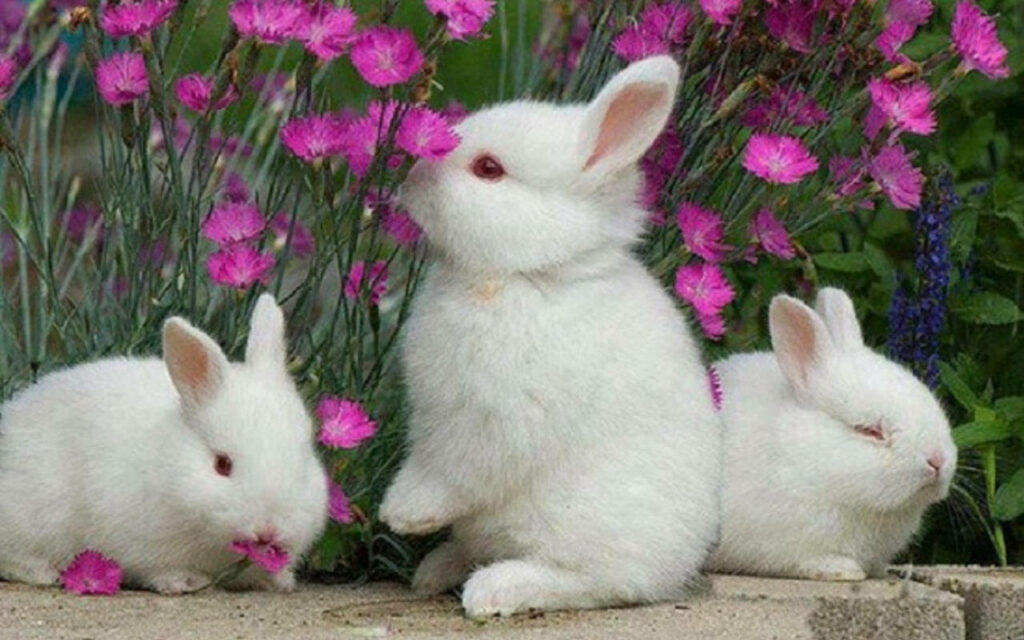 Charming Wallpaper: Fluffy White Rabbits Amid Purple Flowers