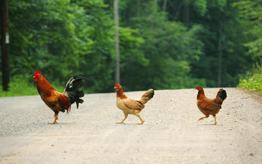 Charming Country Road Wallpaper: Hens Amidst Lush Greenery