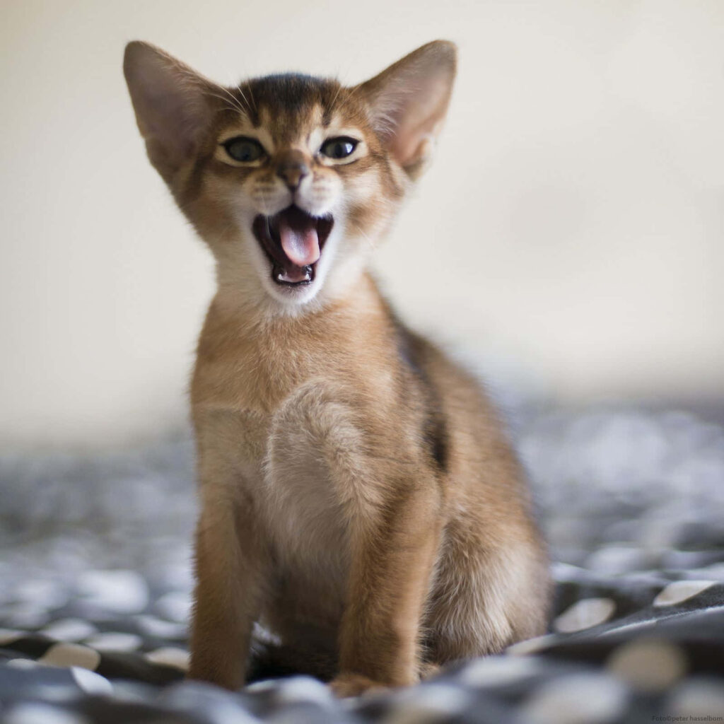 Charming Abyssinian Kitten Wallpaper: Yawning & Playful on Textured Surface