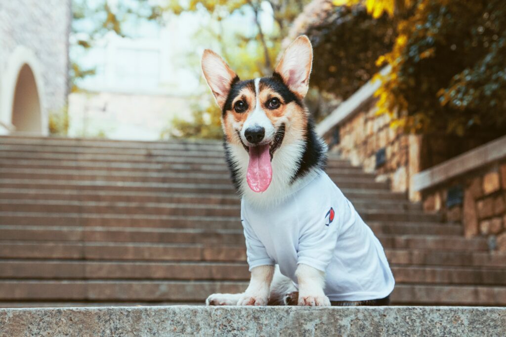 Charming Welsh Corgi in Outfit on Staircase with Urban Background Wallpaper