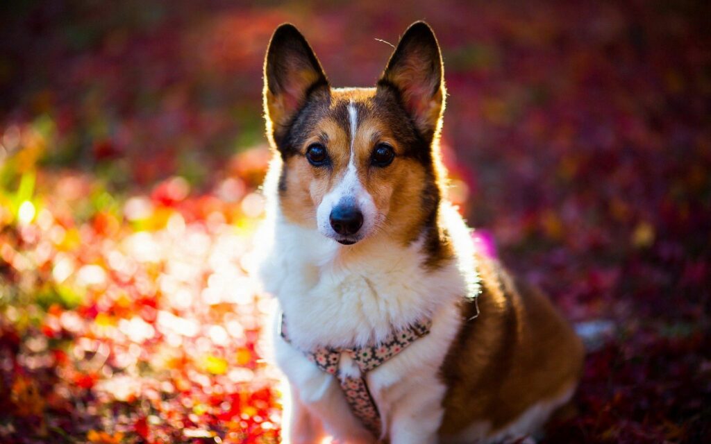Charming Welsh Corgi Wallpaper with Cozy Colorful Background