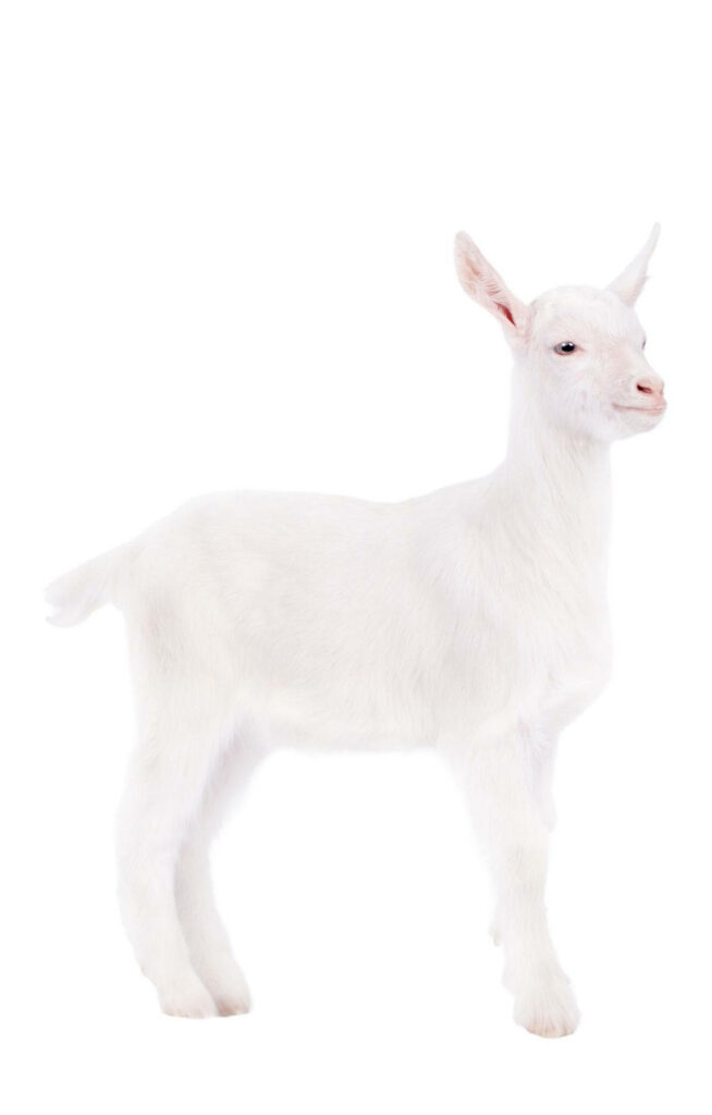 Beautiful White Baby Goat Portrait Wallpaper - Calm & Innocent Background