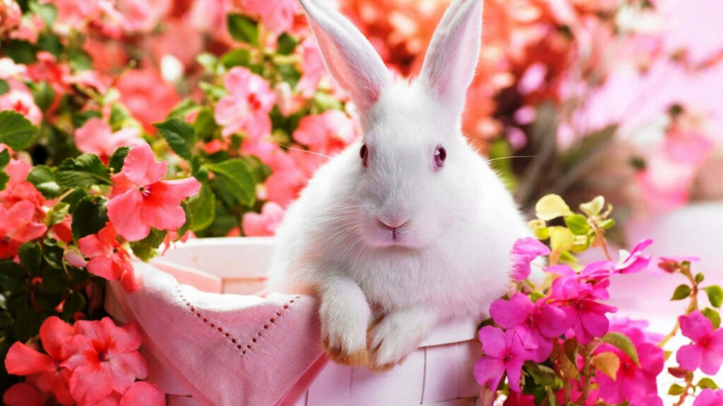 Charming White Bunny Among Pink Flowers - Spring Desktop Wallpaper