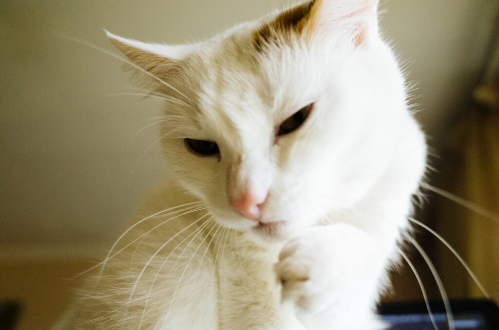 Charming White Cat Playfully Focused on Its Paw - Adorable Wallpaper