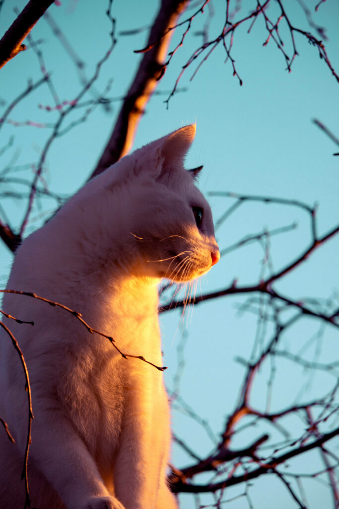 Charming White Cat Wallpaper with Leafless Branches and Warm Glow