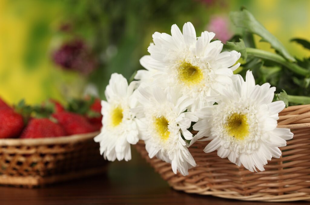 Delicate White Chrysanthemums in Wicker Basket with Strawberries Wallpaper