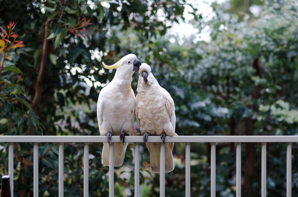 Charming White Cockatoos on Railing Amidst Lush Green Foliage Wallpaper