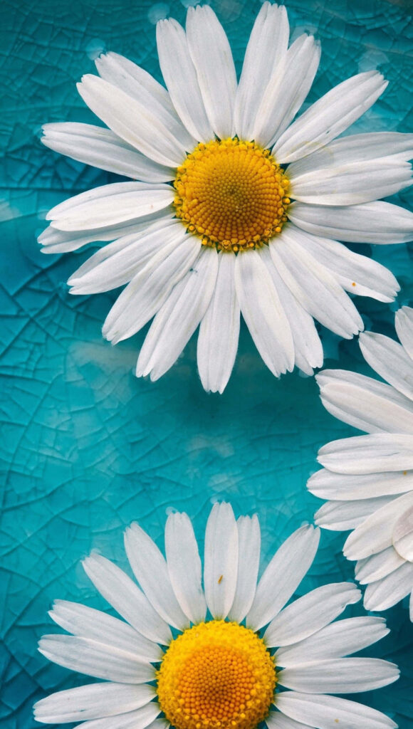 Charming White Daisies Wallpaper on Textured Blue Background