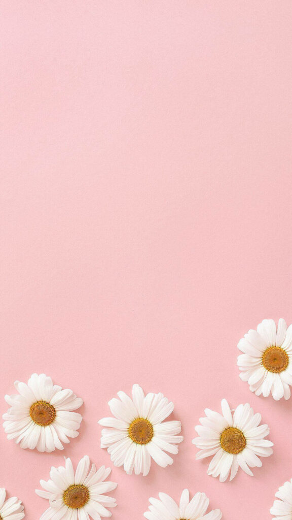 Charming White Daisies on Soft Pink Background Wallpaper