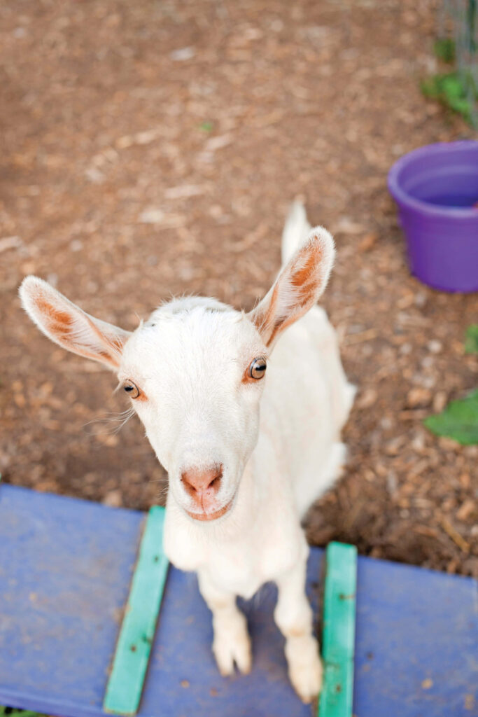 Curious White Goat on Blue Platform at Cozy Farm with Purple Container Wallpaper