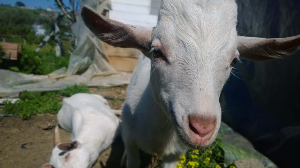 Two White Goats in Rustic Setting: Close-Up of Inquisitive Friendliness Wallpaper