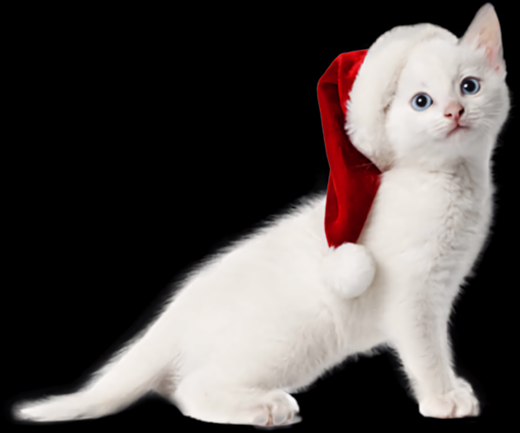 Charming White Kitten in Santa Hat - Holiday Image Background Wallpaper