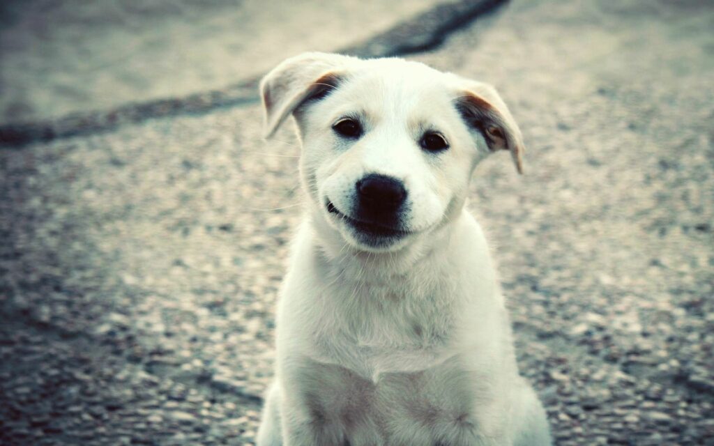 Charming White Labrador Puppy on Textured Surface - Adorable Wallpaper