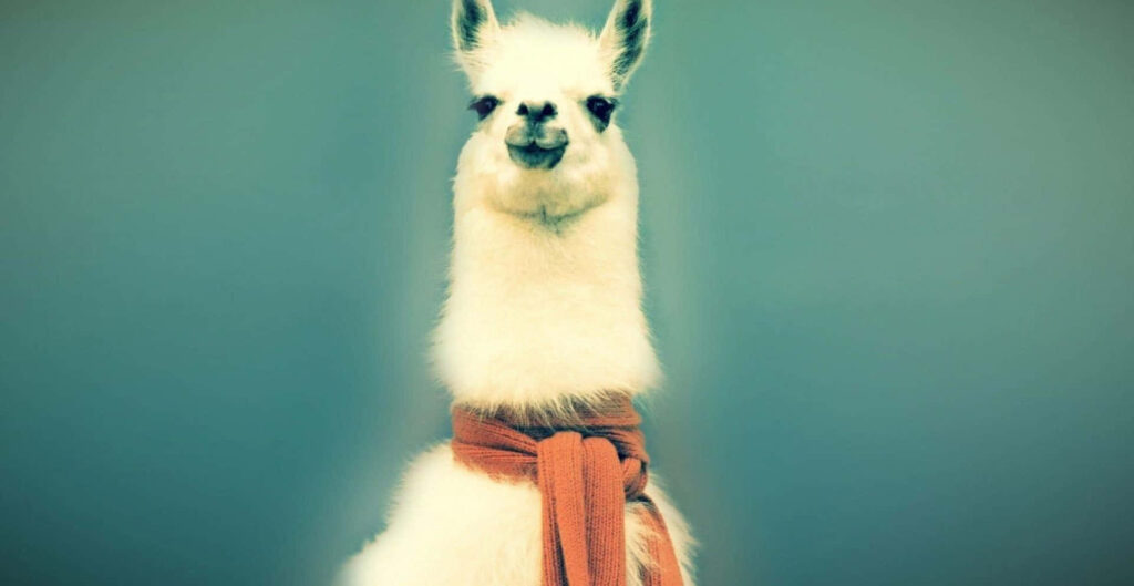 Playful White Llama in Red Scarf Against Soft Background Wallpaper