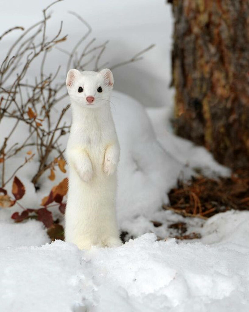 Charming White Mink in Snowy Landscape – Serene Winter Wallpaper