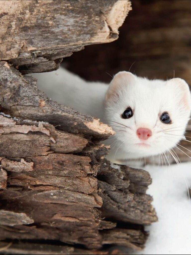 Charming White Mink Among Rustic Logs in Serene Winter Background Wallpaper