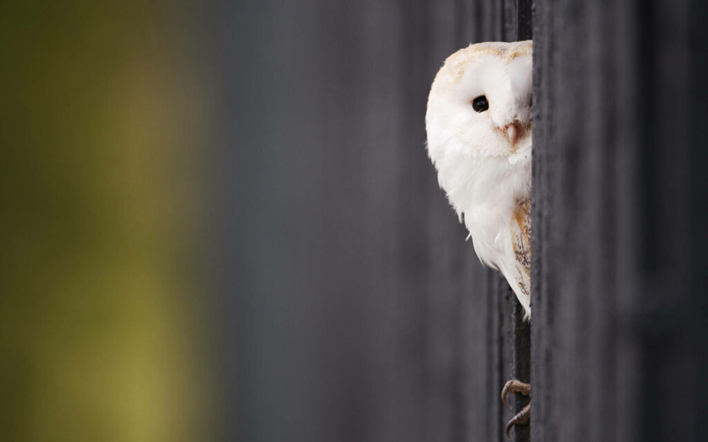 Curious White Owl Behind Wood: Serene Nature Wallpaper