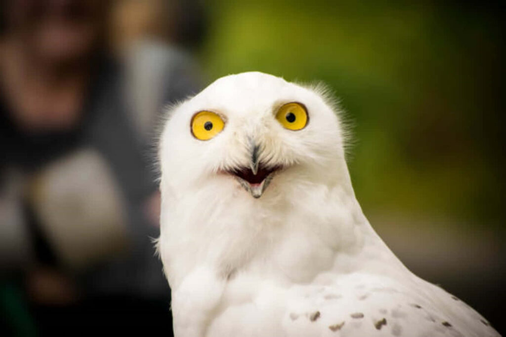 Charming White Owl Wallpaper: Surprised Expression & Blurred Background
