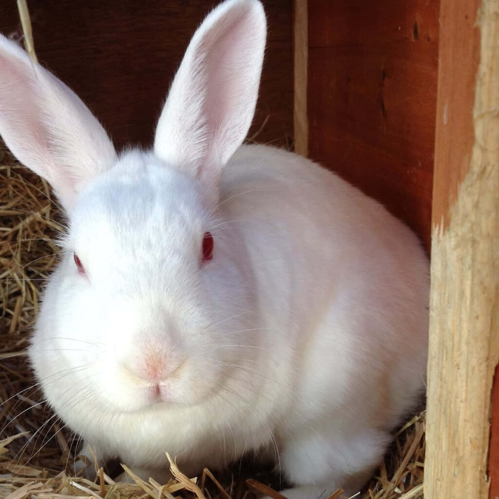 Cozy White Rabbit with Soft Fur - Adorable Wallpaper Background