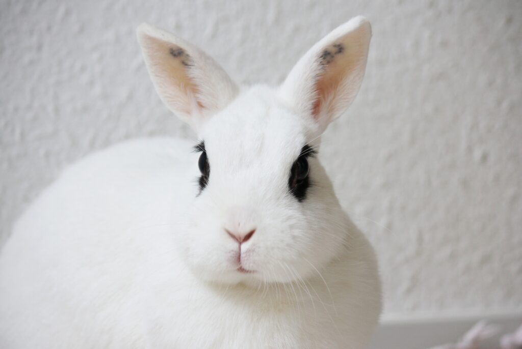 Charming Cute Rabbit Wallpaper for Animal Lovers - Expressive Ears