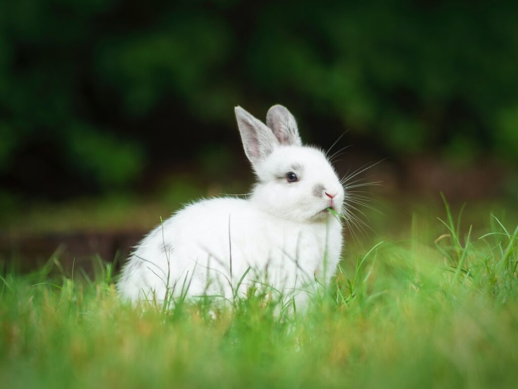 Charming White Rabbit in Green Grass - Cute Wallpaper Background