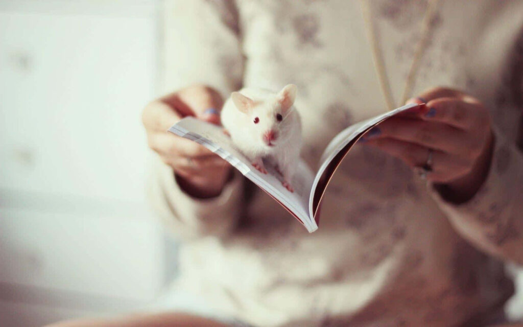Charming Wallpaper: Cute White Rat in Cozy Book Background