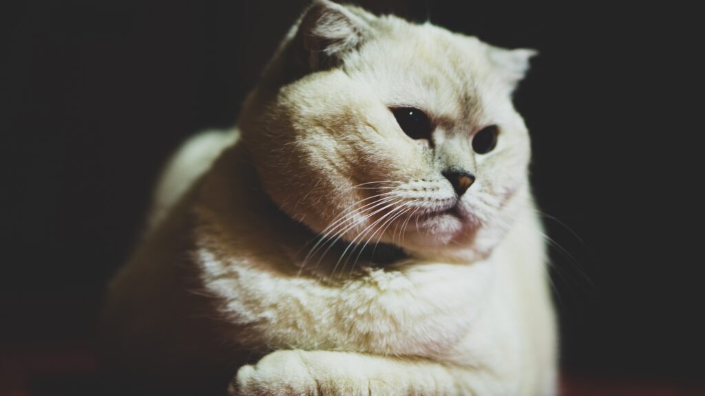 Charming White Scottish Fold Cat Wallpaper - Soft Fur & Dark Eyes